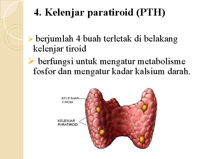 4. Kelenjar paratiroid (PTH) Ø berjumlah 4 buah terletak di belakang kelenjar tiroid Ø