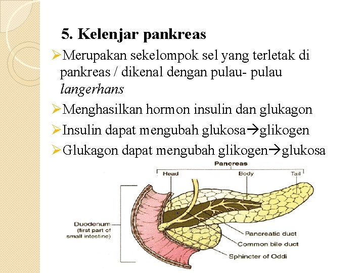 5. Kelenjar pankreas ØMerupakan sekelompok sel yang terletak di pankreas / dikenal dengan pulau-