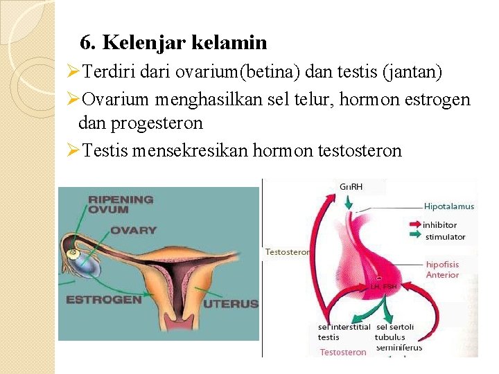 6. Kelenjar kelamin ØTerdiri dari ovarium(betina) dan testis (jantan) ØOvarium menghasilkan sel telur, hormon