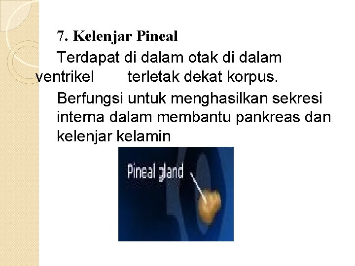7. Kelenjar Pineal Terdapat di dalam otak di dalam ventrikel terletak dekat korpus. Berfungsi