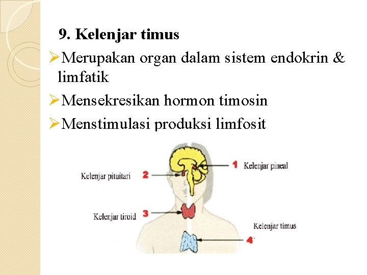 9. Kelenjar timus ØMerupakan organ dalam sistem endokrin & limfatik ØMensekresikan hormon timosin ØMenstimulasi