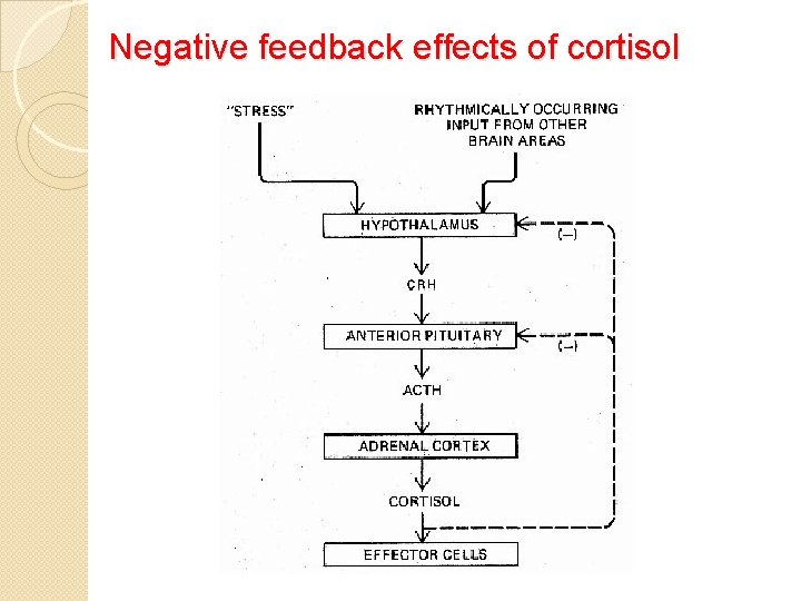 Negative feedback effects of cortisol 