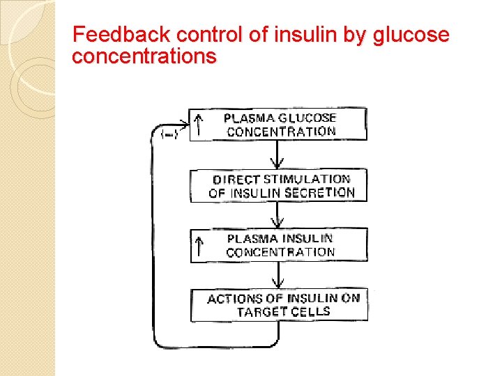 Feedback control of insulin by glucose concentrations 