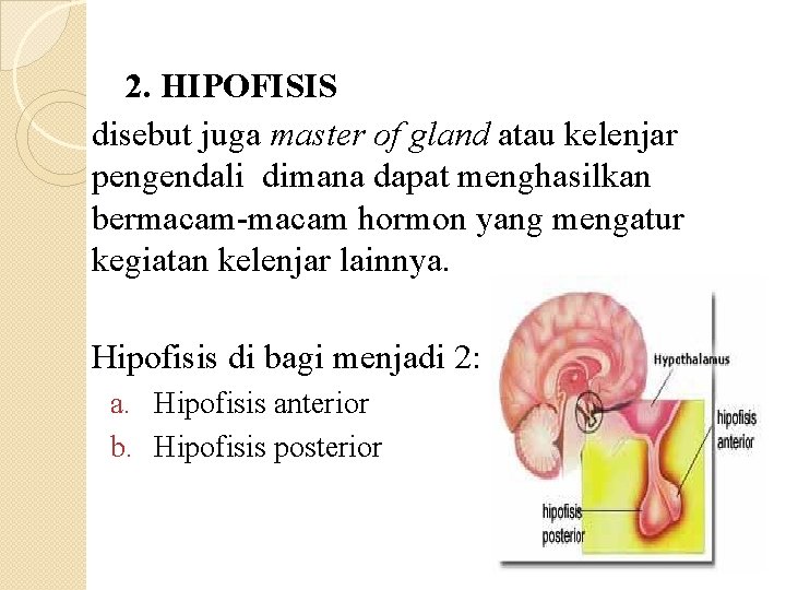 2. HIPOFISIS disebut juga master of gland atau kelenjar pengendali dimana dapat menghasilkan bermacam-macam