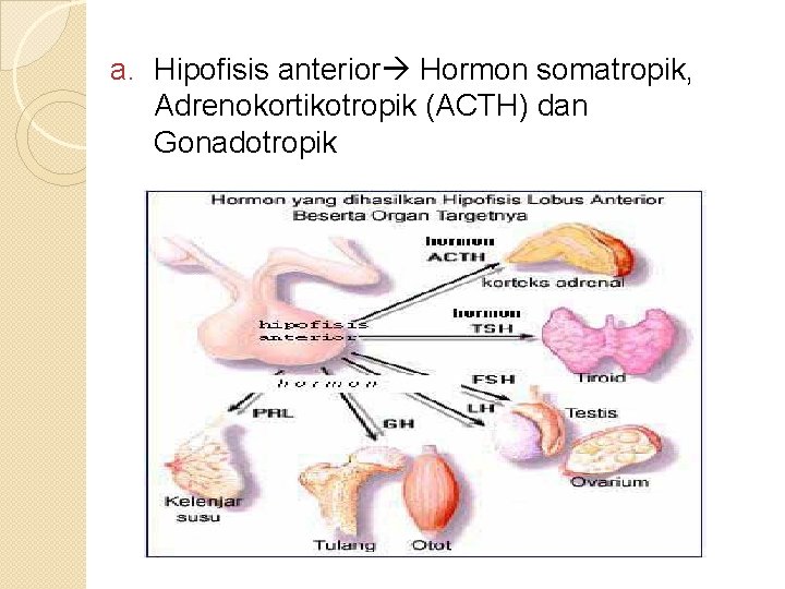 a. Hipofisis anterior Hormon somatropik, Adrenokortikotropik (ACTH) dan Gonadotropik 