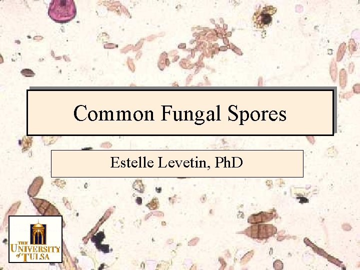 Common Fungal Spores Estelle Levetin, Ph. D 