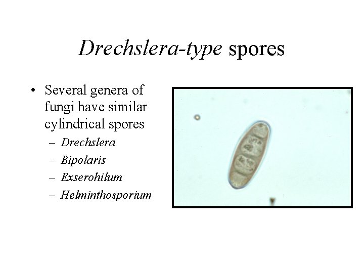 Drechslera helminthosporium.