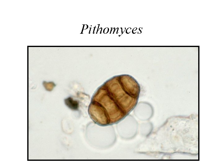 Pithomyces 