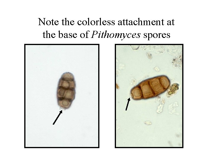 Note the colorless attachment at the base of Pithomyces spores 