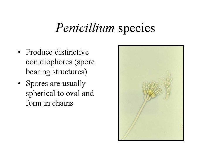 Penicillium species • Produce distinctive conidiophores (spore bearing structures) • Spores are usually spherical