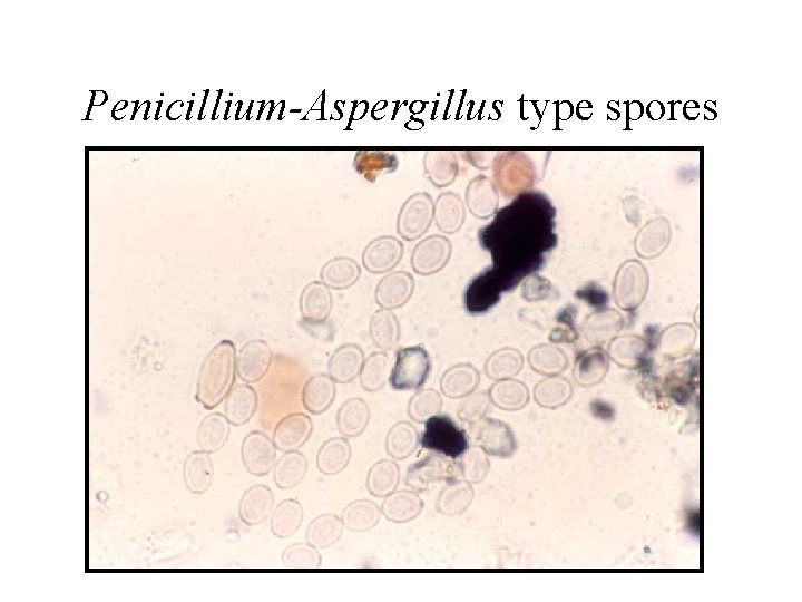Penicillium-Aspergillus type spores 