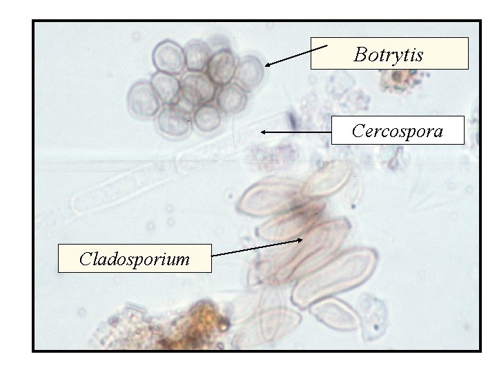 Botrytis Cercospora Cladosporium 