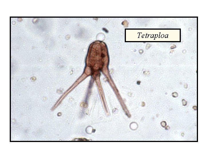 Tetraploa 