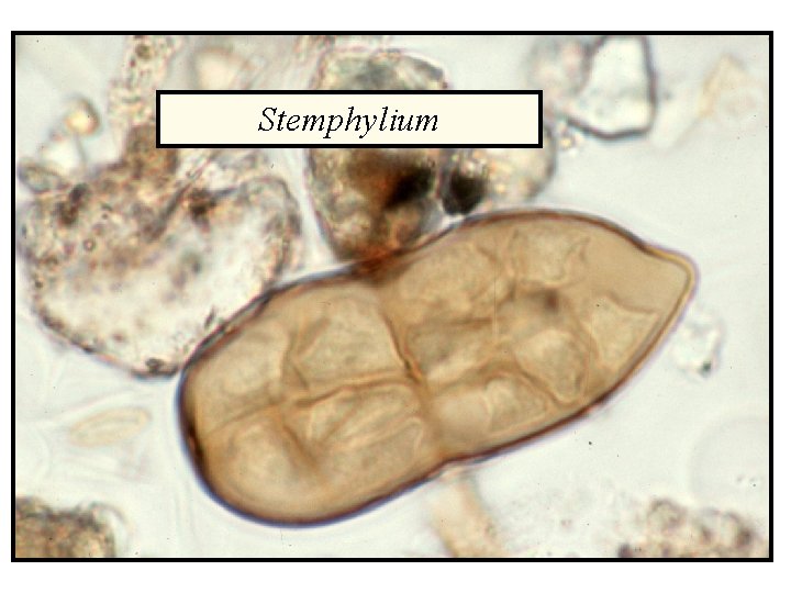 Stemphylium 