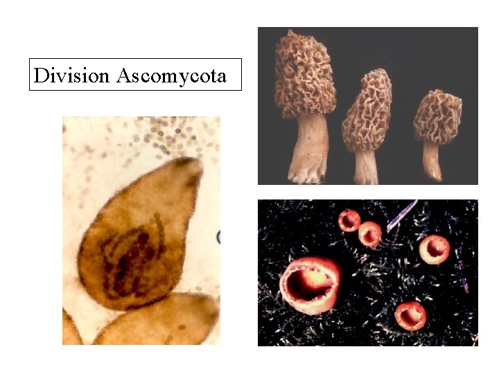 Division Ascomycota 