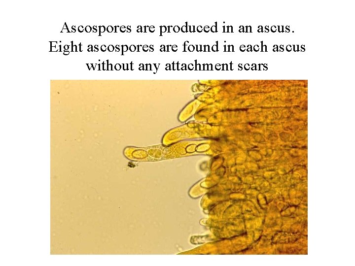 Ascospores are produced in an ascus. Eight ascospores are found in each ascus without