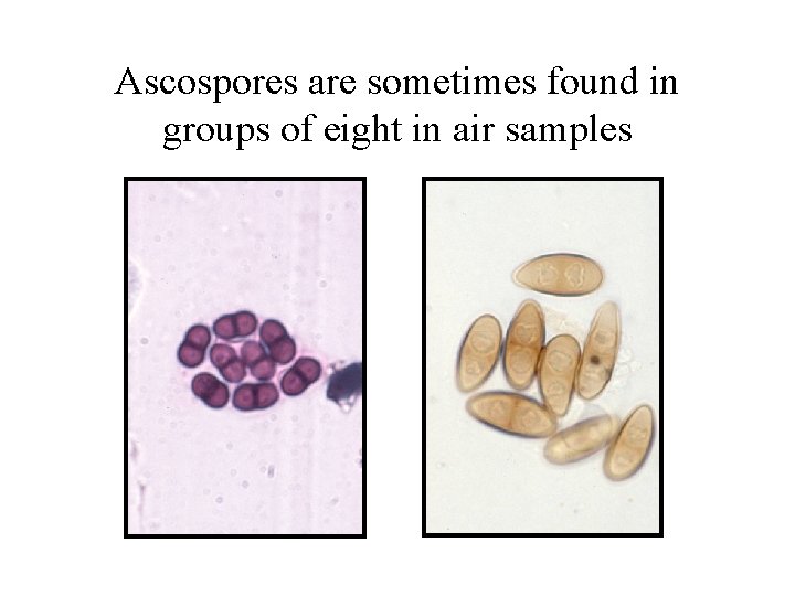 Ascospores are sometimes found in groups of eight in air samples 