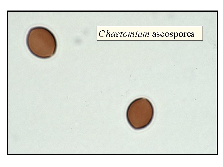 Chaetomium ascospores 