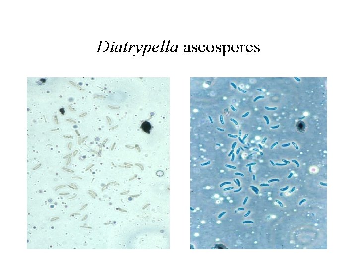 Diatrypella ascospores 