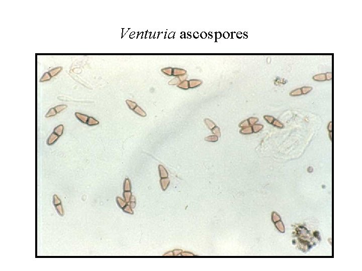 Venturia ascospores 