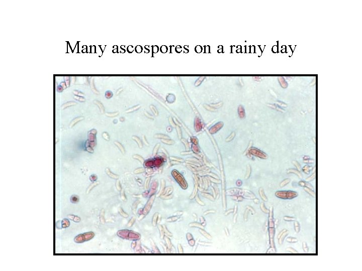 Many ascospores on a rainy day 