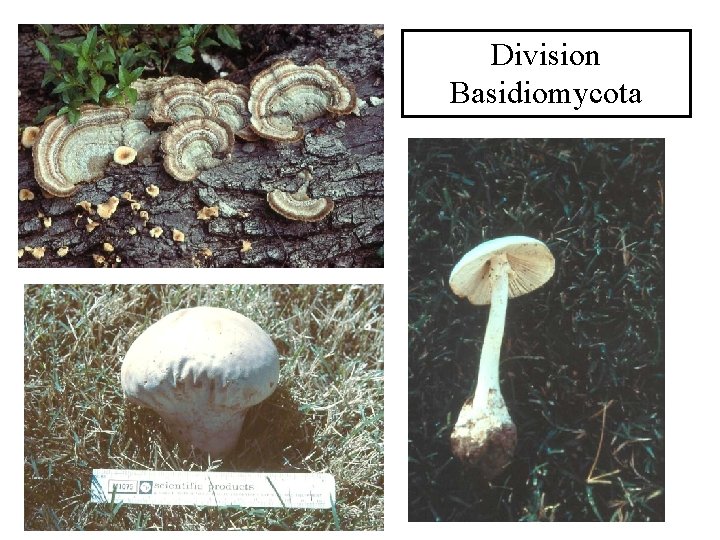 Division Basidiomycota 