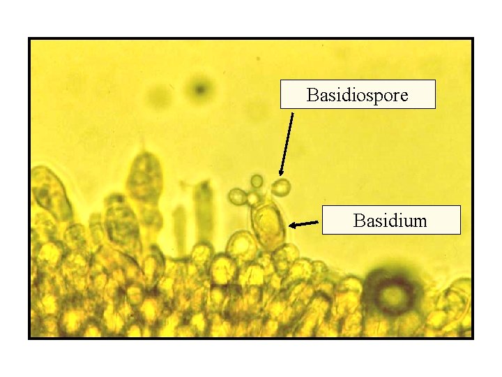 Basidiospore Basidium 