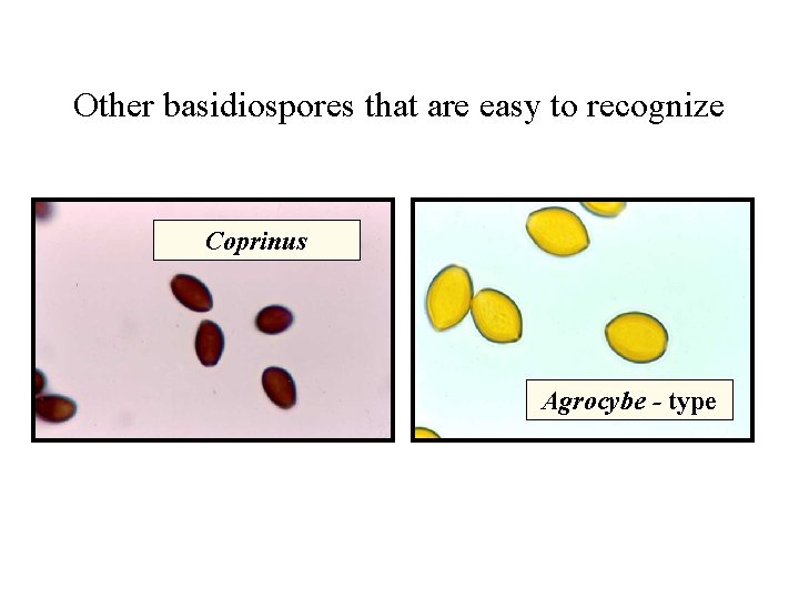 Other basidiospores that are easy to recognize Coprinus Agrocybe - type 