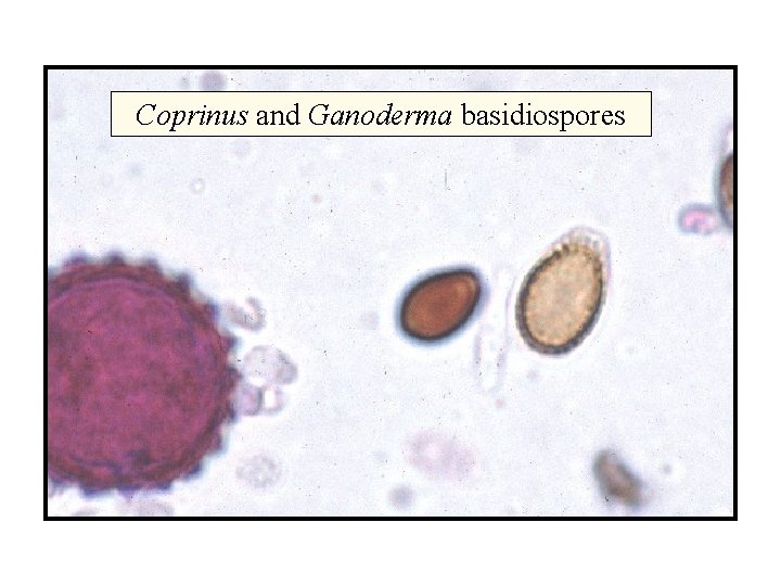 Coprinus and Ganoderma basidiospores 