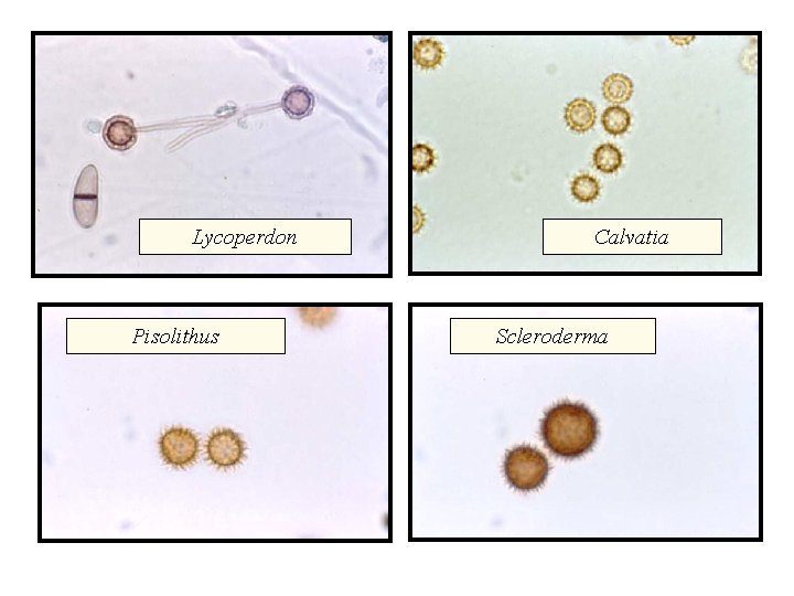 Lycoperdon Pisolithus Calvatia Scleroderma 