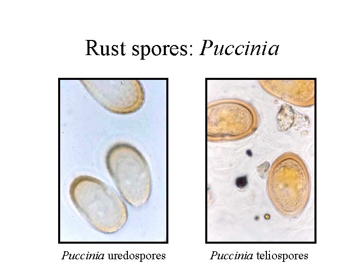 Rust spores: Puccinia uredospores Puccinia teliospores 