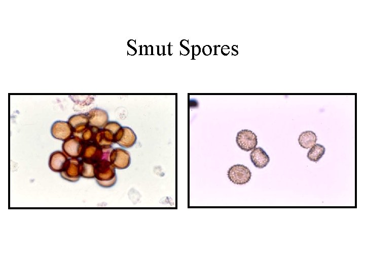 Smut Spores 