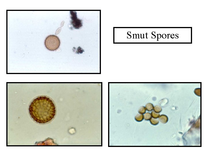 Smut Spores 