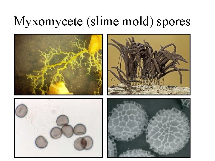 Myxomycete (slime mold) spores 
