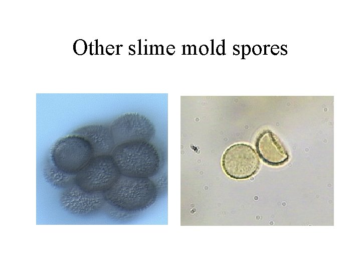 Other slime mold spores 