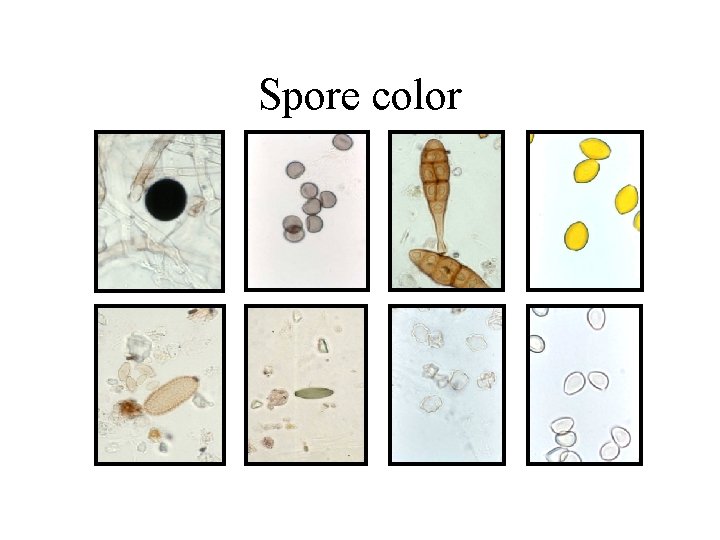 Spore color 