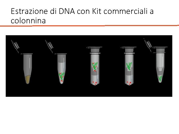 Estrazione di DNA con Kit commerciali a colonnina 