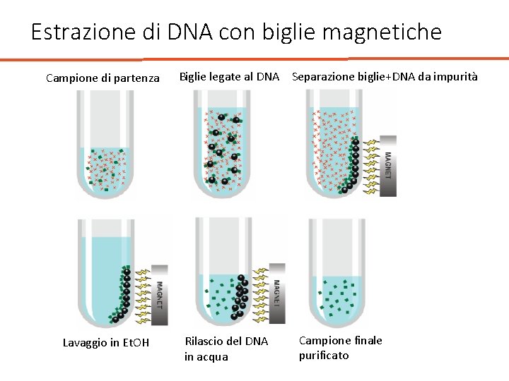 Estrazione di DNA con biglie magnetiche Campione di partenza Lavaggio in Et. OH Biglie