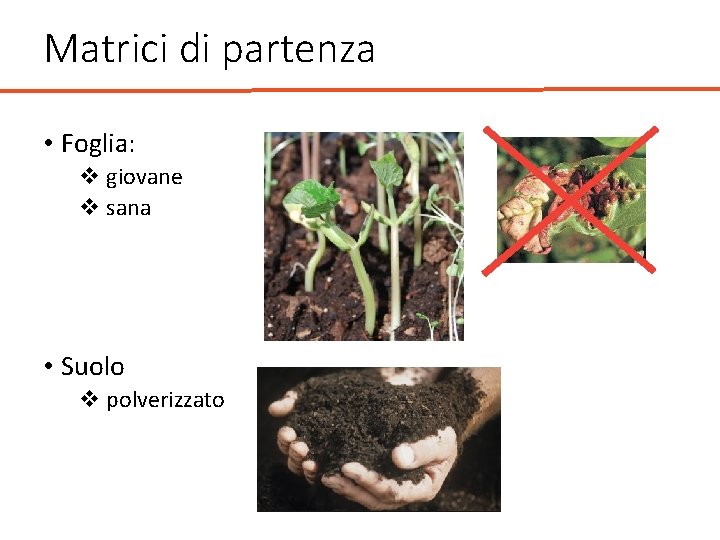 Matrici di partenza • Foglia: v giovane v sana • Suolo v polverizzato 