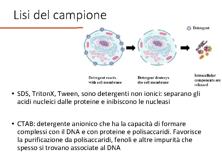 Lisi del campione • SDS, Triton. X, Tween, sono detergenti non ionici: separano gli