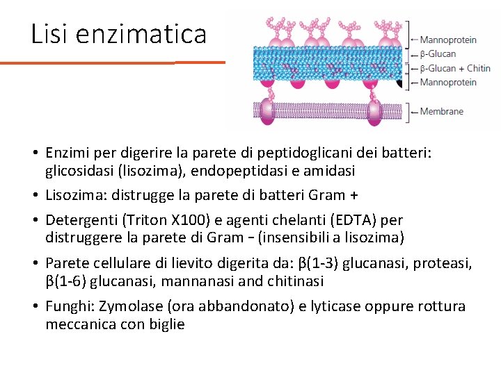 Lisi enzimatica • Enzimi per digerire la parete di peptidoglicani dei batteri: glicosidasi (lisozima),