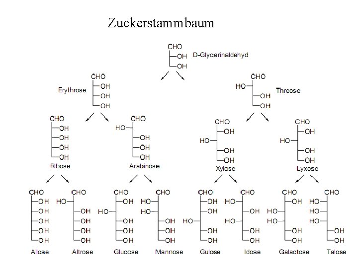 Zuckerstammbaum 