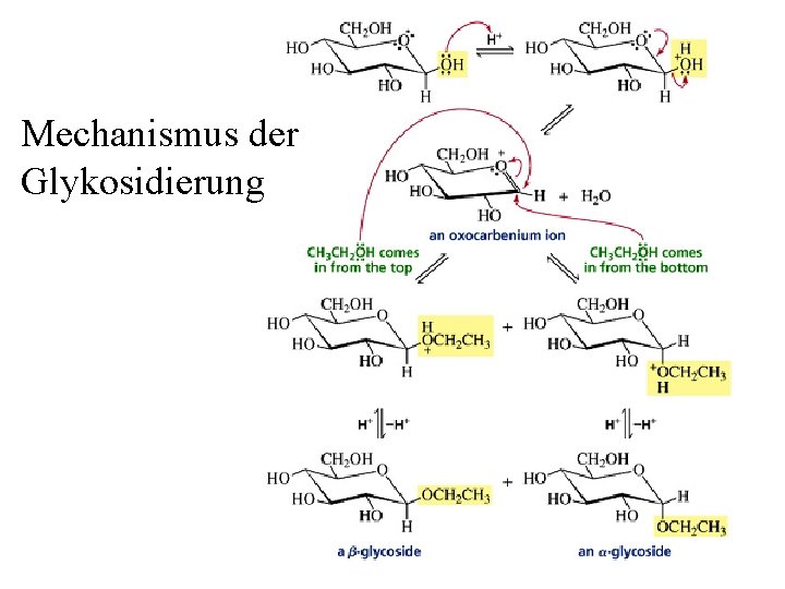Mechanismus der Glykosidierung 