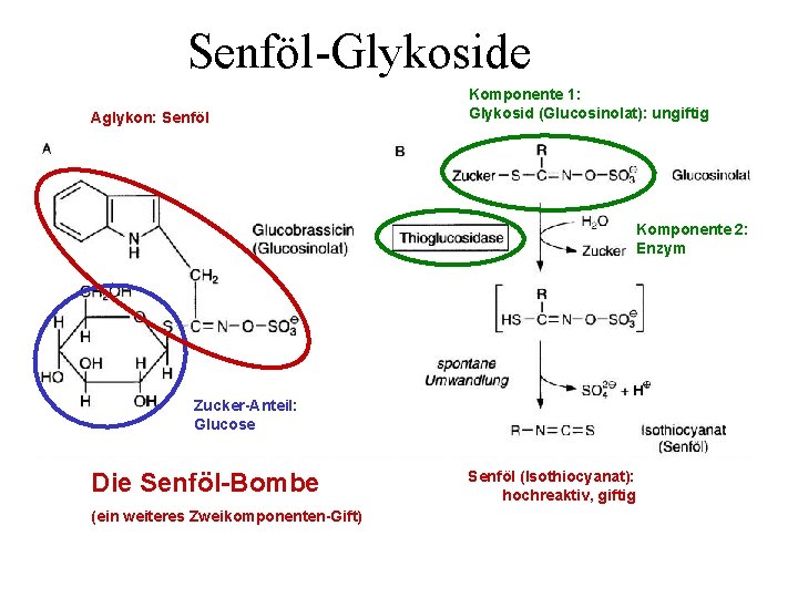 Senföl-Glykoside Aglykon: Senföl Komponente 1: Glykosid (Glucosinolat): ungiftig Komponente 2: Enzym Zucker-Anteil: Glucose Die