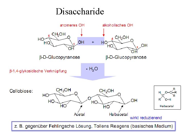 Disaccharide 