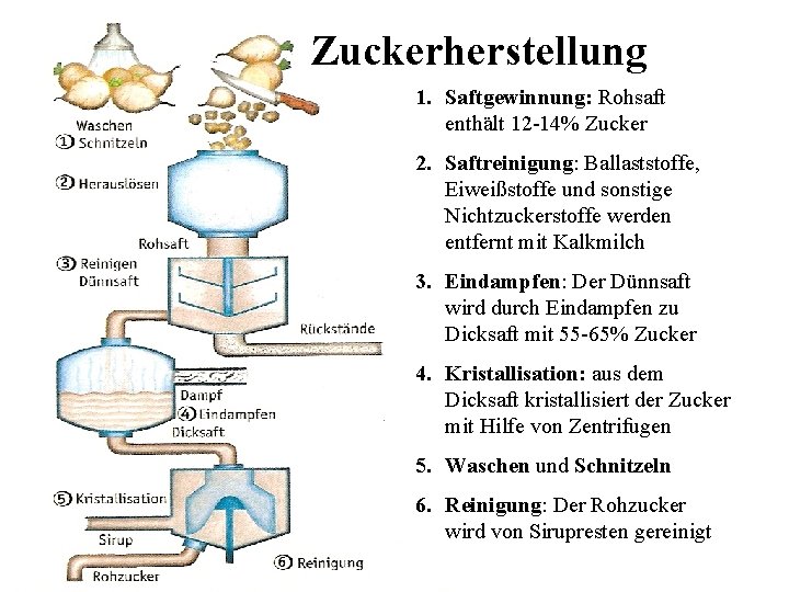 Zuckerherstellung 1. Saftgewinnung: Rohsaft enthält 12 -14% Zucker 2. Saftreinigung: Ballaststoffe, Eiweißstoffe und sonstige