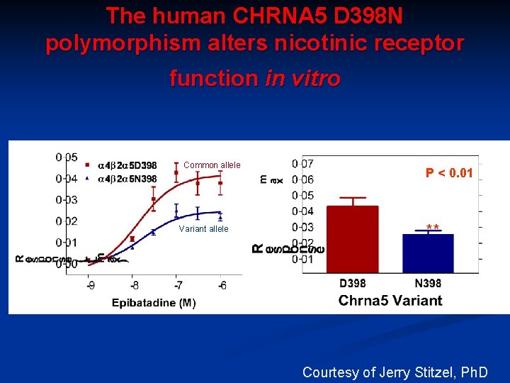The human CHRNA 5 D 398 N polymorphism alters nicotinic receptor function in vitro