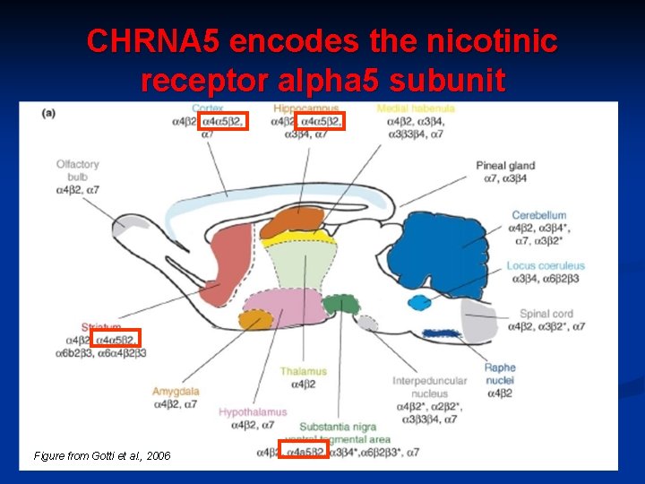 CHRNA 5 encodes the nicotinic receptor alpha 5 subunit Figure from Gotti et al.