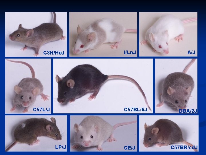 C 3 H/He. J C 57 L/J I/Ln. J C 57 BL/6 J LP/J