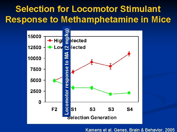 Locomotor response to MA (2 mg/kg) Selection for Locomotor Stimulant Response to Methamphetamine in